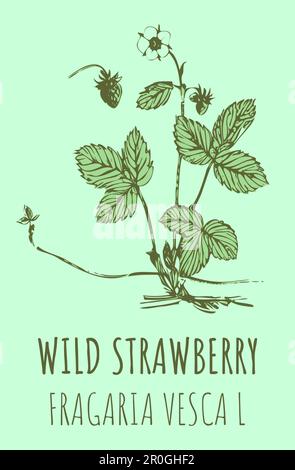 Zeichnungen WILDER ERDBEEREN. Handgezeichnete Illustration. Lateinische Bezeichnung FRAGARIA VESCA L. Stockfoto