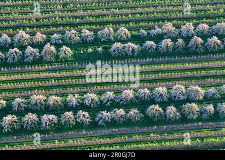Blühende Apfelbäume, Altes Land, Niedersachsen, Deutschland Stockfoto