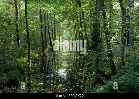 Spreewald in der Nähe von Lehde, Biosphärenreservat Spreewald, Brandenburg, Deutschland, Europa Stockfoto