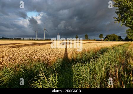 Windturbinen im Friedrichskoog, Dithmarschen, Schleswig-Holstein, Deutschland Stockfoto