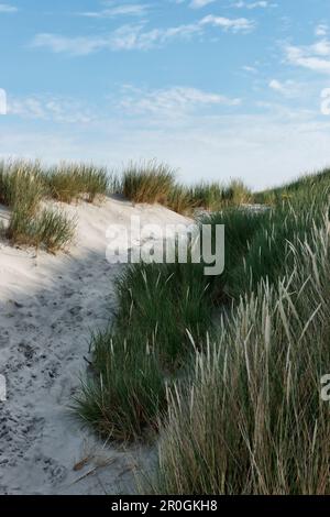 Sanddünen im Wadden Sea National Park, North Sea Spa Resort Wangerooge, Ostfriesien, Niedersachsen, Deutschland Stockfoto