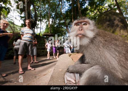 Longtailed Makaken, Macaca Fascicularis, Bali, Indonesien Stockfoto