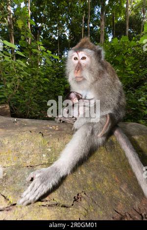 Longtailed Makaken, Macaca Fascicularis, Bali, Indonesien Stockfoto