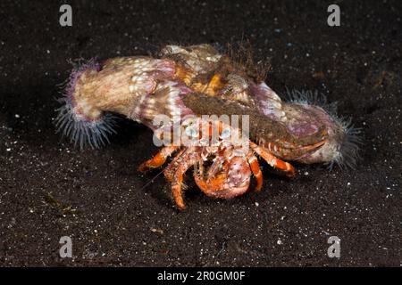 Einsiedlerkrebs in Symbiose mit Anemonen Parasit, Dardanus Pedunculatus, Alam Batu, Bali, Indonesien Stockfoto