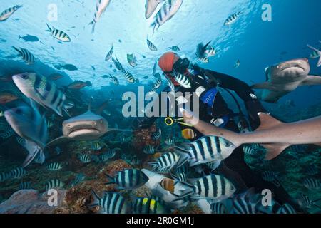 Weißspitzen-Riffhaie am Hai Fütterung, Triaenodon Obesus, Beqa Lagoon, Viti Levu, Fidschi Stockfoto