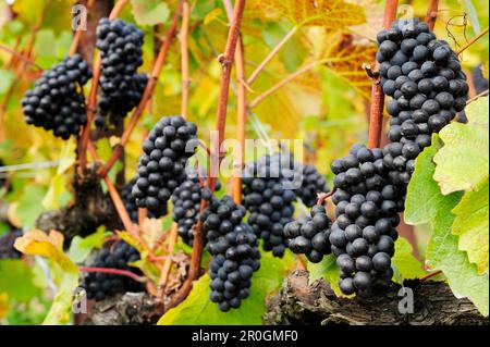 Rote Weintrauben in Herbstfarben, Genfer See, Weinbergterrassen Lavaux, zum UNESCO-Weltkulturerbe gehörende Weinbergterrassen Lavaux, Vaud, Schweiz, E Stockfoto