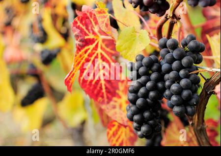 Rote Weintrauben in Herbstfarben, Genfer See, Weinbergterrassen Lavaux, zum UNESCO-Weltkulturerbe gehörende Weinbergterrassen Lavaux, Vaud, Schweiz, E Stockfoto