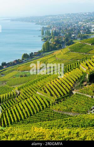 Weinberg mit Genfer See, Genfer See, Lavaux Weinbergterrassen, UNESCO-Weltkulturerbe Lavaux Weinbergterrassen, Vaud, Schweiz, Europa Stockfoto