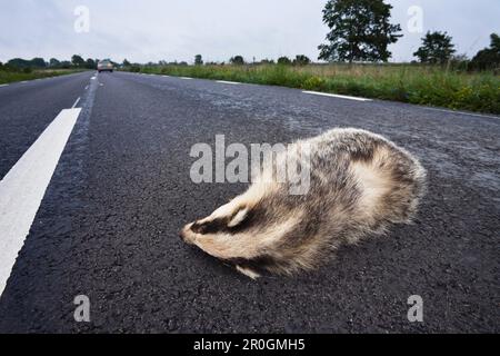 Toter Dachs auf einer Landstraße, Smaland, Schweden Stockfoto