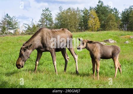 Eurasischer Wapitihirsch mit Kalb, Schweden Stockfoto