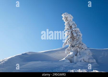 Schneebedeckte Fichte im Sonnenlicht, großer Arberberg, Bayerischer Wald, Bayerischer Eisenstein, Niederbayern, Deutschland, Europa Stockfoto