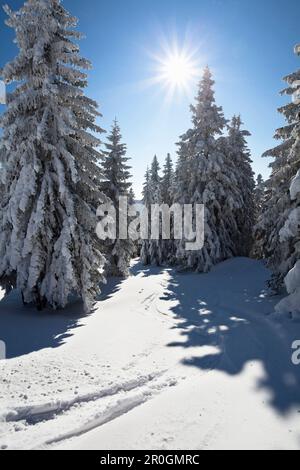 Schneebedeckte Fichte im Sonnenlicht, Skipiste, Great Arber Mountain, Bayerischer Wald, Bayerischer Eisenstein, Niederbayern, Deutschland, Europa Stockfoto