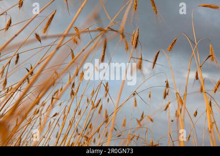 Gerstenfeld in der Nähe von Gummlin, Usedom, Mecklenburg-Vorpommern, Deutschland Stockfoto