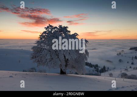Schneebedeckter Buchenbaum auf dem Schauinsland am Abend, Freiburg im Breisgau, Schwarzwald, Baden-Württemberg, Deutschland Stockfoto