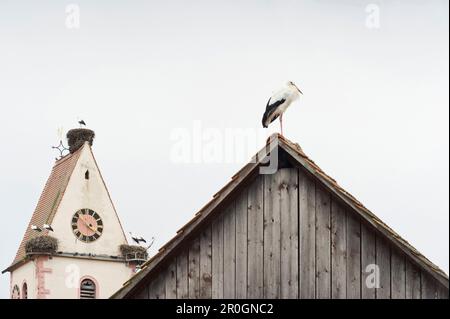 Störche auf dem Kirchturm, Holzen, Kandern, Markgraeflerland, Baden-Württemberg, Deutschland Stockfoto