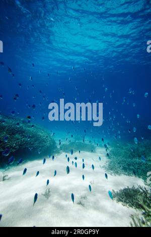 Eine Menge blauer Rifffische, Wilson Island, Teil des Capricornia Cays Nationalparks, Great Barrier Reef Marine Park, UNESCO-Weltkulturerbe, Queens Stockfoto