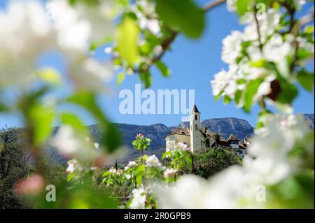 Sehen Sie durch Apfelbäume in Blüte zu einem Dorf mit Kirche, Eppan, Meran, Südtirol, Italien Stockfoto