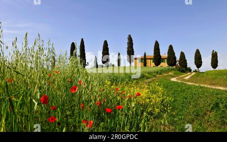 Landhaus hinter Zypressenbäumen, Kreta Senesi, Toskana, Italien Stockfoto