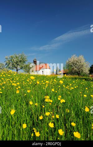 Kapelle auf blühender Wiese mit blühenden Obstbäumen, Oberbayern, Bayern, Deutschland Stockfoto