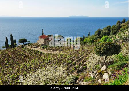 Herrenhaus an der Mittelmeerküste, Korsika im Hintergrund, in der Nähe von Pomonte, Elba Island, Toskana, Italien Stockfoto
