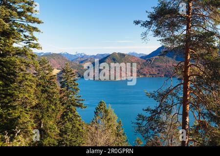 Blick über den Walchensee im Herbst, Bayerische Präalpen, Oberbayern, Deutschland Stockfoto