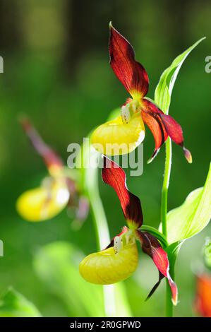 Gelbe Frauenschuh, Cypripendium Calceolus, Pupplinger Au, Tal der Isar, Upper Bavaria, Bayern, Deutschland, Europa Stockfoto