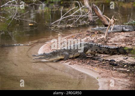 Amerikanisches Krokodil in Saltlake Lago Enriquillo, Crocodylus Acutus, Nationalpark Isla Cabritos, Dominikanische Republik Stockfoto