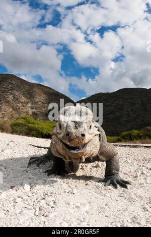 Nashorn-Iguana, Cyclura Cornuta, Nationalpark Isla Cabritos, Lago Enriquillo, Dominikanische Republik Stockfoto