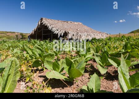 Tabak-Plantage im Outback, Punta Rucia, Dominikanische Republik Stockfoto