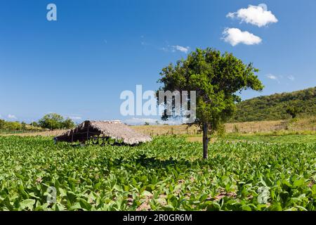 Tabak-Plantage im Outback, Punta Rucia, Dominikanische Republik Stockfoto