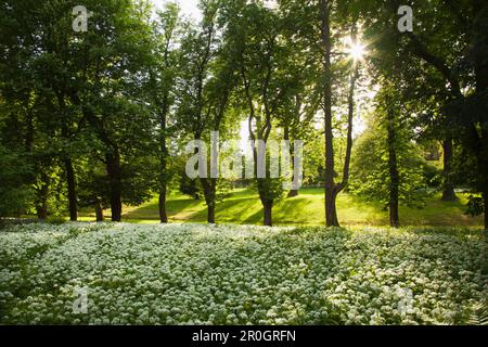 Kastanienallee und wilder Knoblauch, Palastgarten, Putbus, Insel Ruegen, Ostsee, Mecklenburg-Vorpommern, Deutschland, Europa Stockfoto