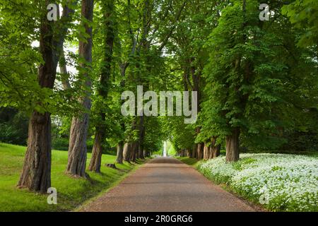 Kastanienallee und wilder Knoblauch, Palastgarten, Putbus, Insel Ruegen, Ostsee, Mecklenburg-Vorpommern, Deutschland, Europa Stockfoto