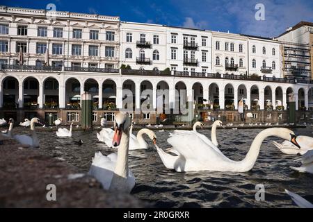 Schwäne vor dem Alsterarkaden, Hamburg, Deutschland, Europa Stockfoto