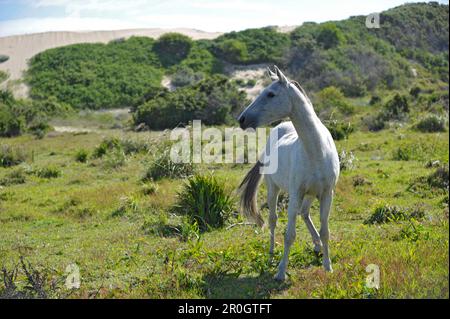 Wildpferd auf einer Wiese, Oyster Bay Lodge, Garden Route, Südafrika Stockfoto