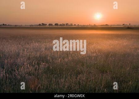 Neusiedler See bei Sonnenaufgang, Fertoe Nationalpark, Burgenland, Austria, Europe Stockfoto