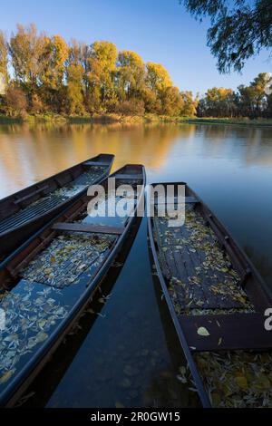 Alte Fischerboote am Ufer der Donau, Niederösterreich, Österreich, Europa Stockfoto