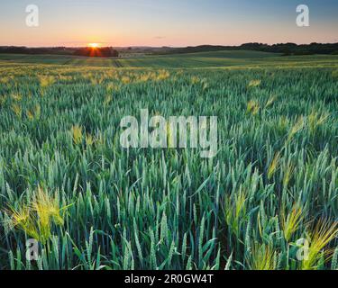 Maisfeld bei Sonnenaufgang, Mecklenburg-Vorpommern, Deutschland, Europa Stockfoto