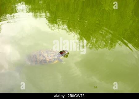 Rotohr-Schildkröte (trachemys scripta elegans), die im grünen See schwimmt, sich nach außen bewegt und Wellen auf der Wasseroberfläche erzeugt Stockfoto