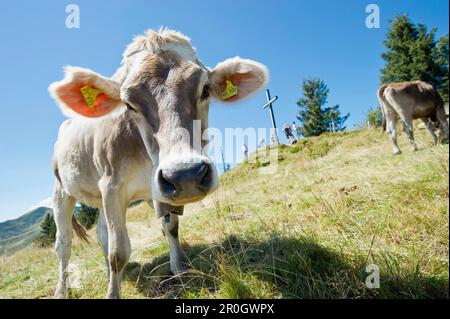 Rinder auf der Weide, Wandergebiet Nagelfluhkette, Sonthofen, Oberallgau, Bayern, Deutschland Stockfoto