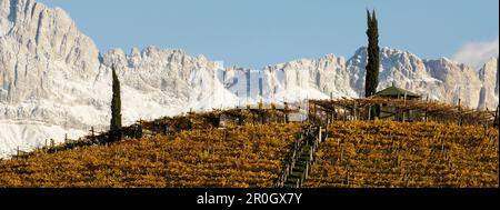 Weinberg mit zwei Zypressen, Rosengarten, Bozen, Dolomiten, Südtirol, Trentino-Südtirol, Italien Stockfoto