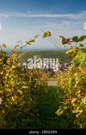 Weinberge in Ebring, Markgraflerland, in der Nähe von Freiburg im Breisgau, Schwarzwald, Baden-Württemberg, Deutschland Stockfoto