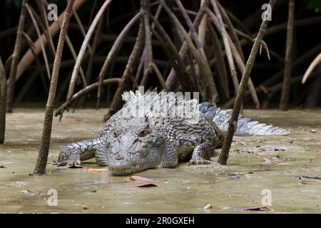 Leistenkrokodil Sonnenbaden inmitten Wurzeln der Mangroven, Crocodylus Porosus, Daintree Nationalpark, Queensland, Australien Stockfoto