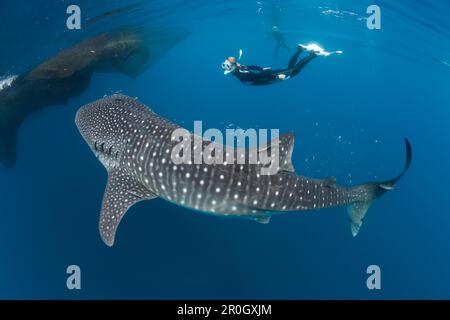 Walhai und Freediver, Rhincodon typus, Cenderawasih Bay, West Papua, Papua-Neuguinea, Neuguinea, Ozeanien Stockfoto