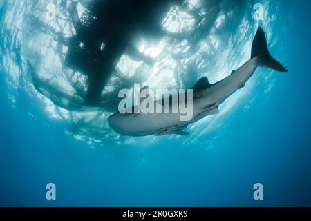 Walhai unter der Fischerplattform Bagan, Rhincodon Typus, Cenderawasih Bay, West Papua, Papua-Neuguinea, Neuguinea, Ozeanien Stockfoto