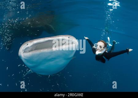 Walhai und Freediver, Rhincodon typus, Cenderawasih Bay, West Papua, Papua-Neuguinea, Neuguinea, Ozeanien Stockfoto