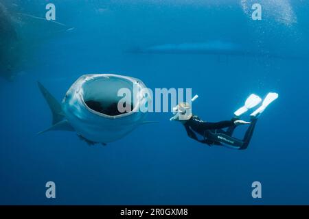 Walhai und Freediver, Rhincodon typus, Cenderawasih Bay, West Papua, Papua-Neuguinea, Neuguinea, Ozeanien Stockfoto