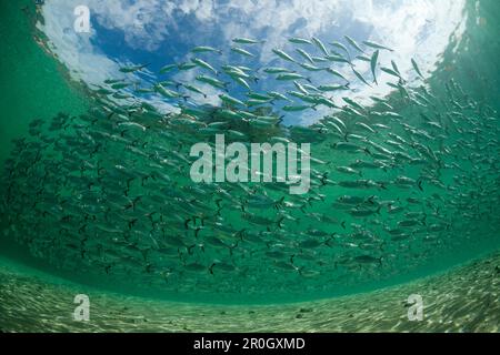 Scral of Yellowstripe SCAD in Lagoon of Ahe Island, Selaroides leptolepis, Cenderawasih Bay, West Papua, Papua-Neuguinea, Neuguinea, Ozeanien Stockfoto