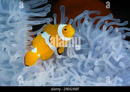 Juvenile Clown Anemonefish in Bleached Sea Anemone, Amphiprion ocellaris, Heteractis Magna, Cenderawasih Bay, West Papua, Papua-Neuguinea, Neuguinea Stockfoto