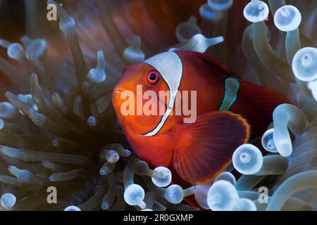 Spinecheek Clownfish in White Bubble Tip Sea Anemone, Premnas aculeatus, Entacmaea quadricolor, Cenderawasih Bay, West Papua, Papua-Neuguinea, Neuguinea Stockfoto