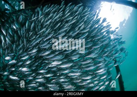 Scral of Yellowstripe SCAD in Lagoon of Ahe Island, Selaroides leptolepis, Cenderawasih Bay, West Papua, Papua-Neuguinea, Neuguinea, Ozeanien Stockfoto